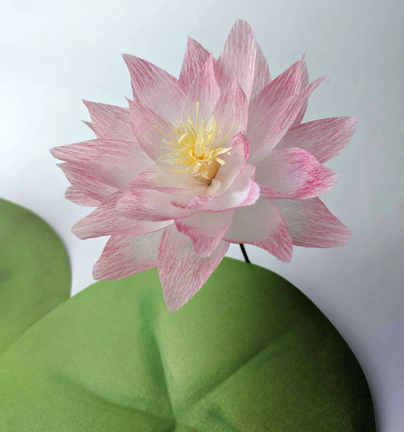 Crepe Paper Water Lily